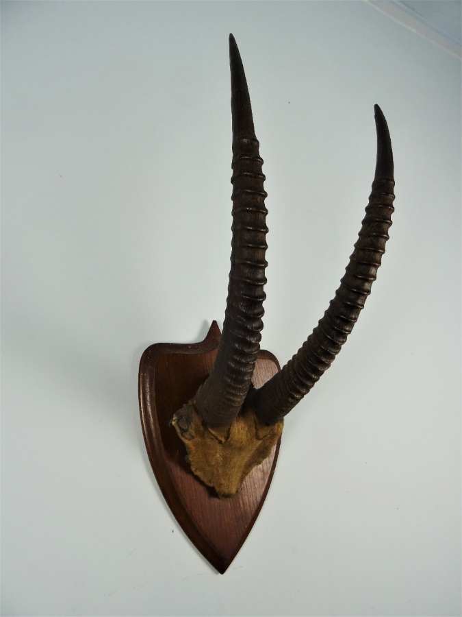 ANTIQUE TAXIDERMY SABLE ANTELOPE HORNS